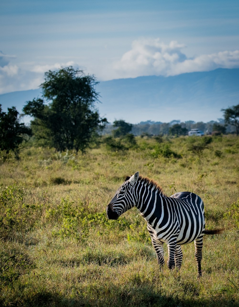 zebra on green grass field