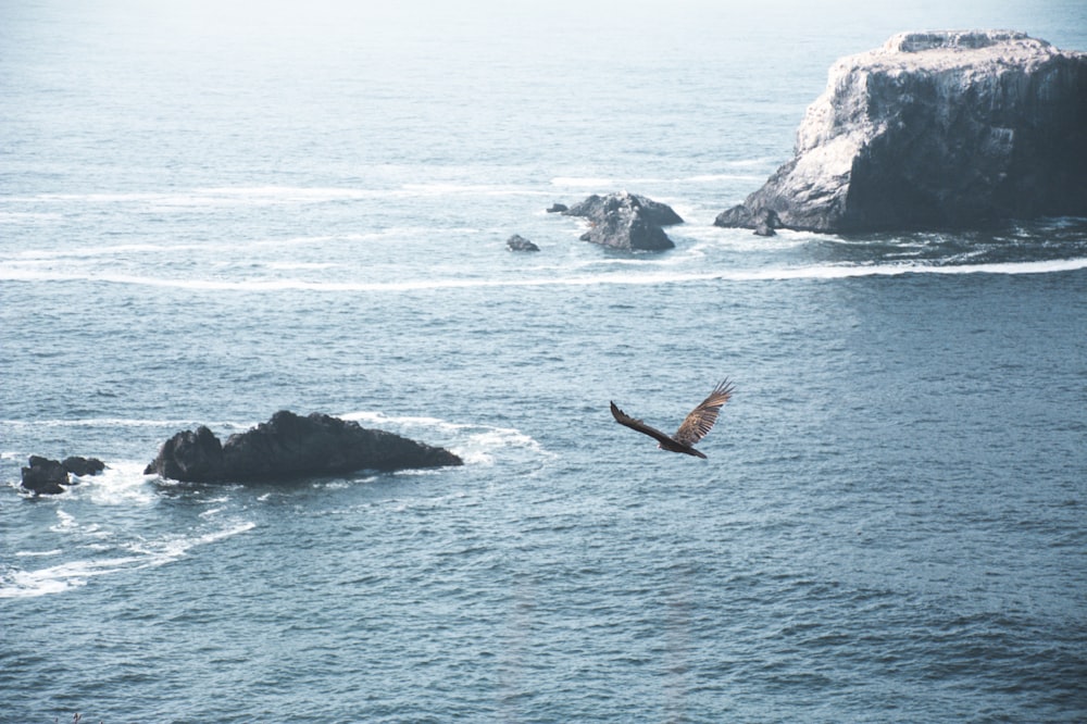 bird flying above ocean during daytime