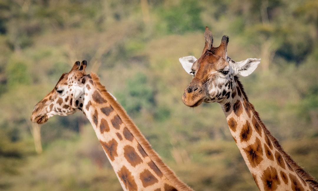 brown giraffes during daytime