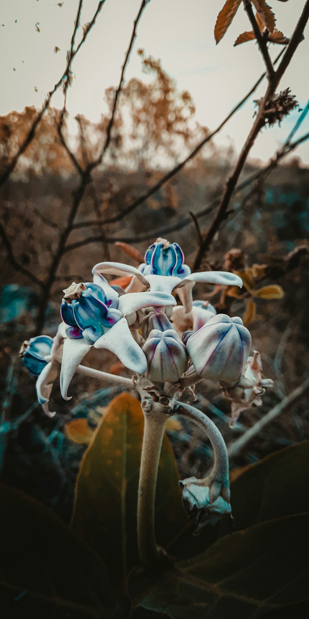 close up photography of white flower