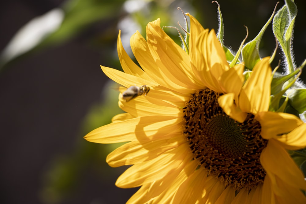 Sonnenblumen-Fotografie