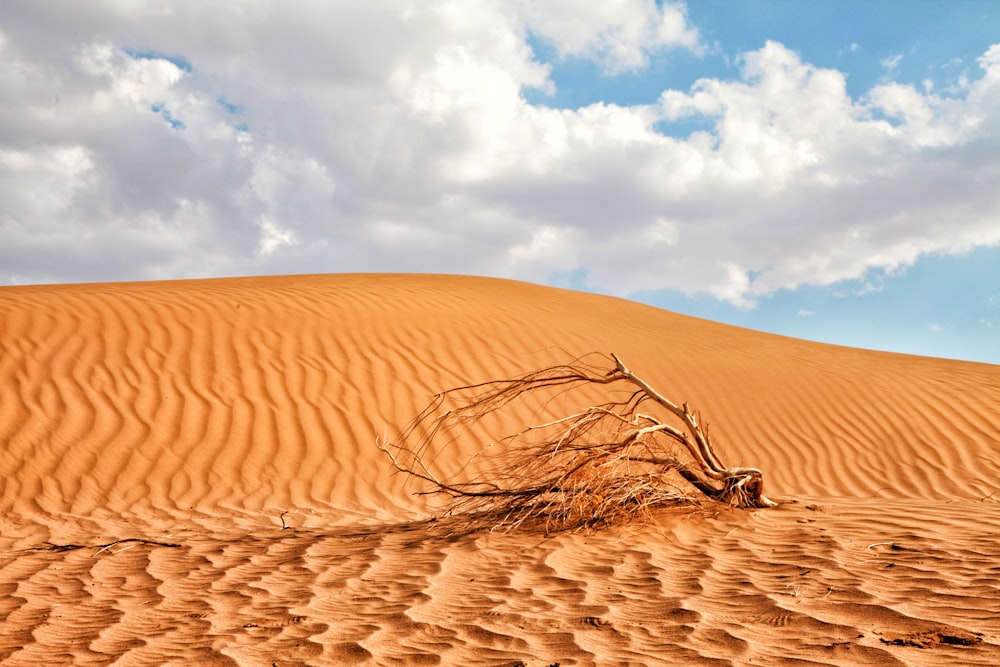 bare tree on brown sand during daytime