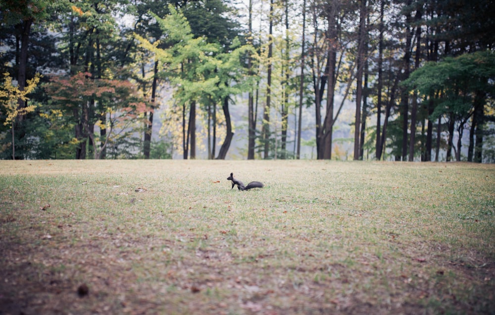 gray animal on grass near trees