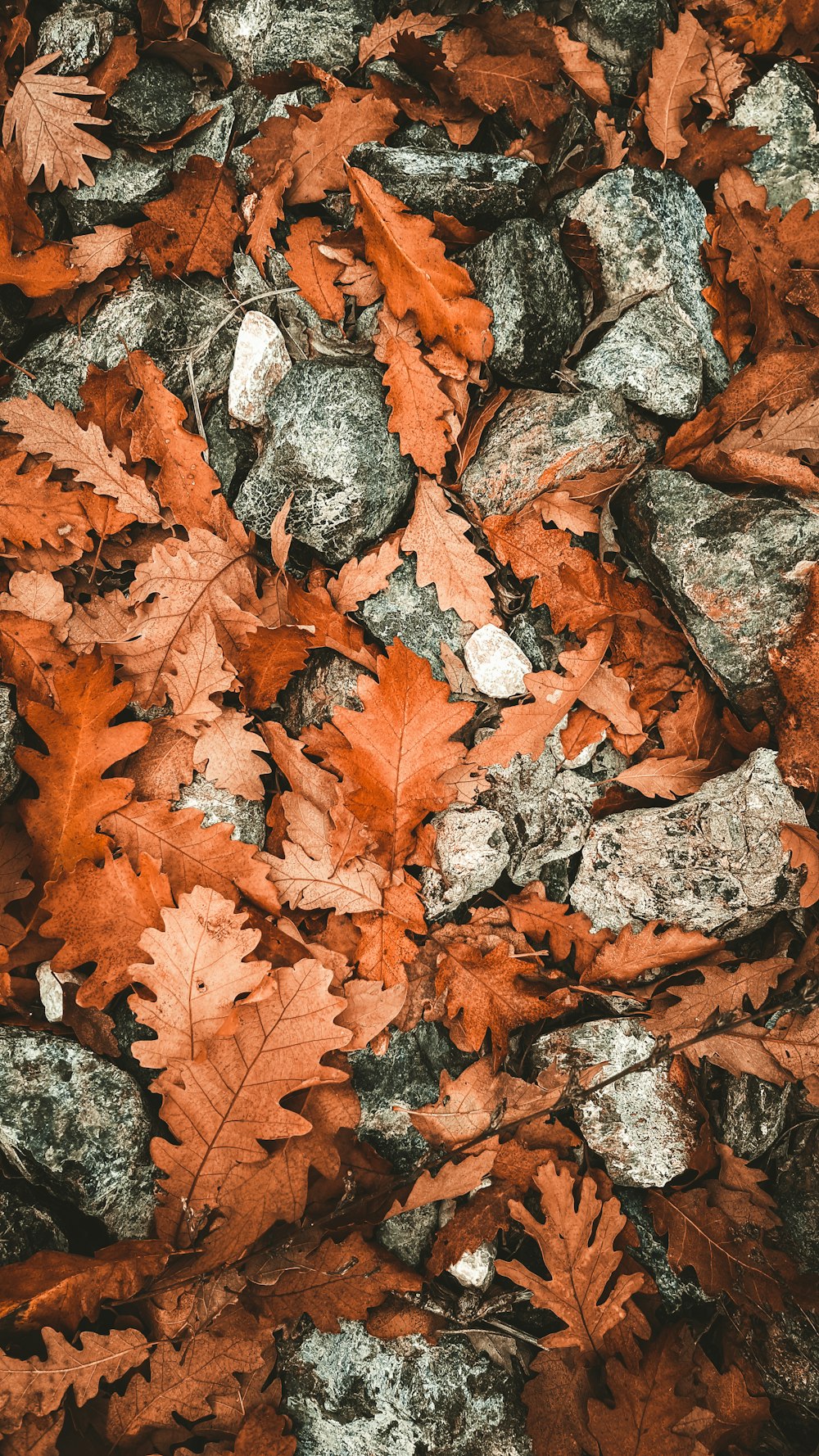 brown leaves on grey ground during daytime