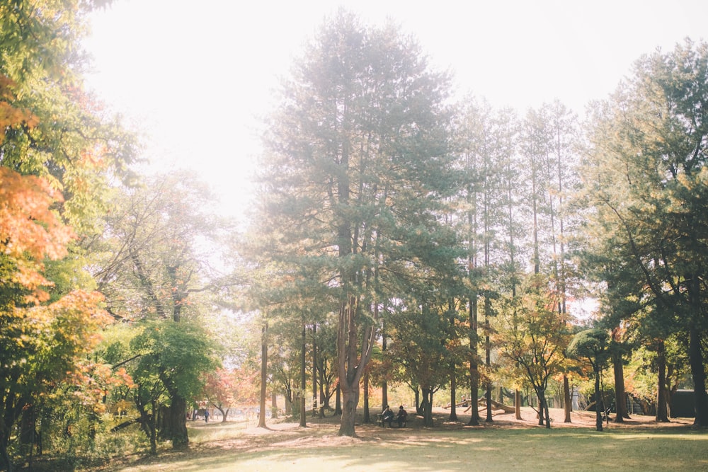 green-leafed trees during daytime