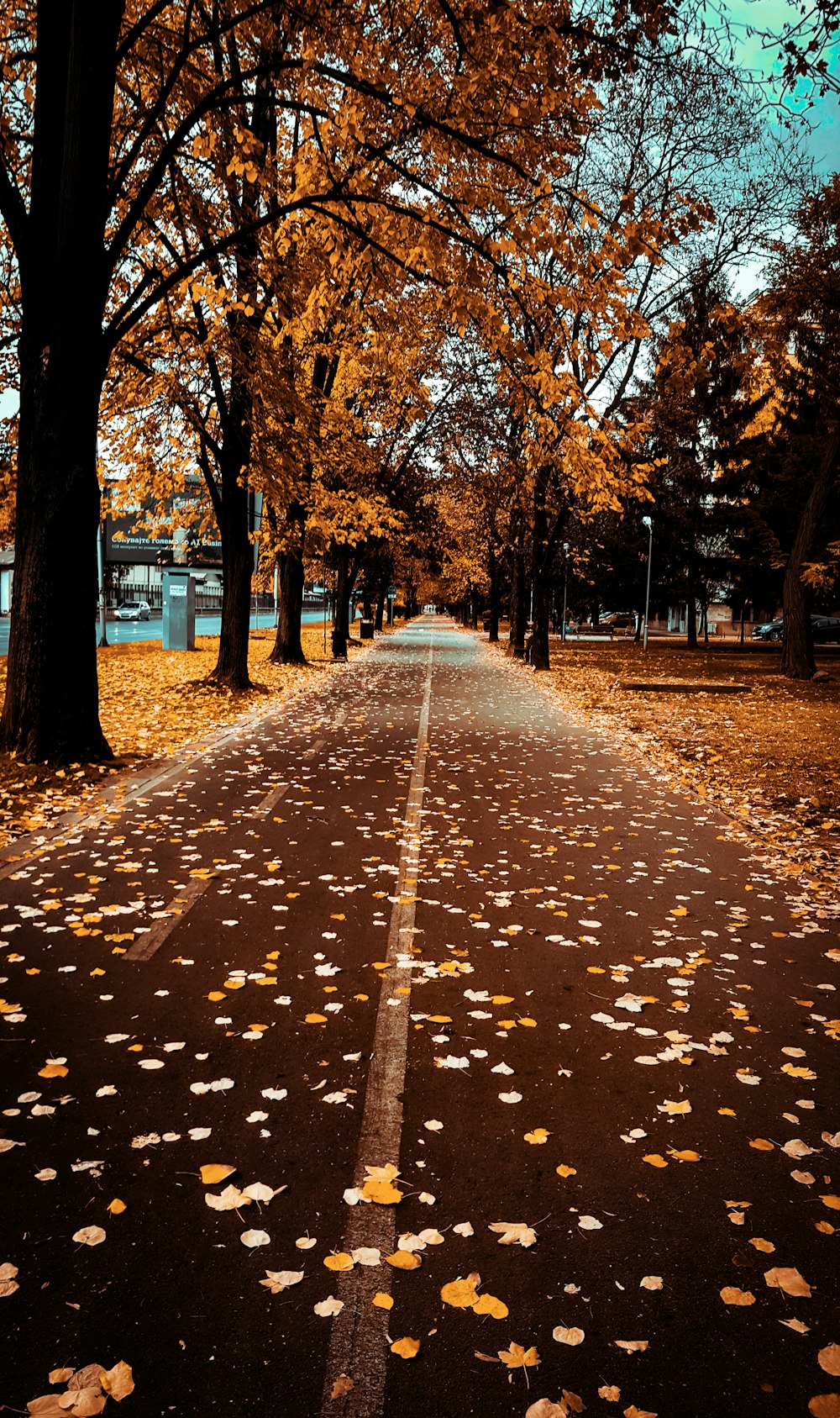 brown leaves on ground during daytime