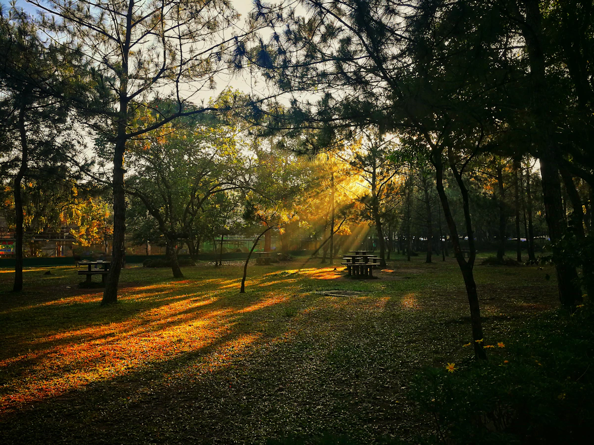 Golden sunlight through pine trees in a Baguio City park, Philippines.