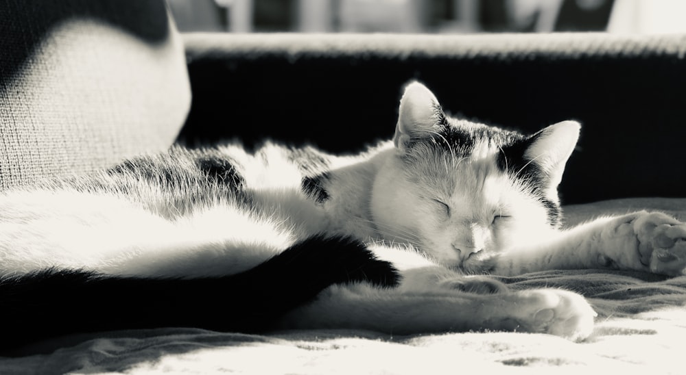grayscale photography of cat lying on bed