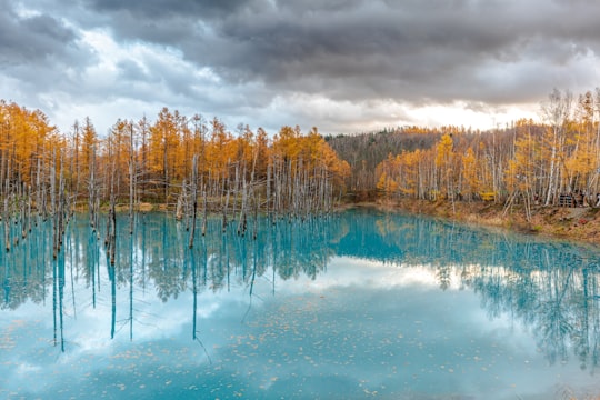 view photography of blue lake and brown trees under cloudy sky in Furano Japan