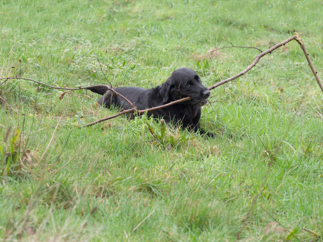 adult black Labrador retriever biting brown stick on green field