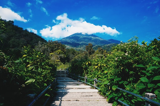 pathway with railing beside plants during day in Mount Gede Indonesia