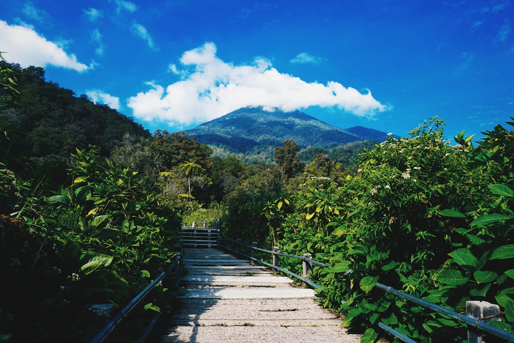 pathway with railing beside plants during day