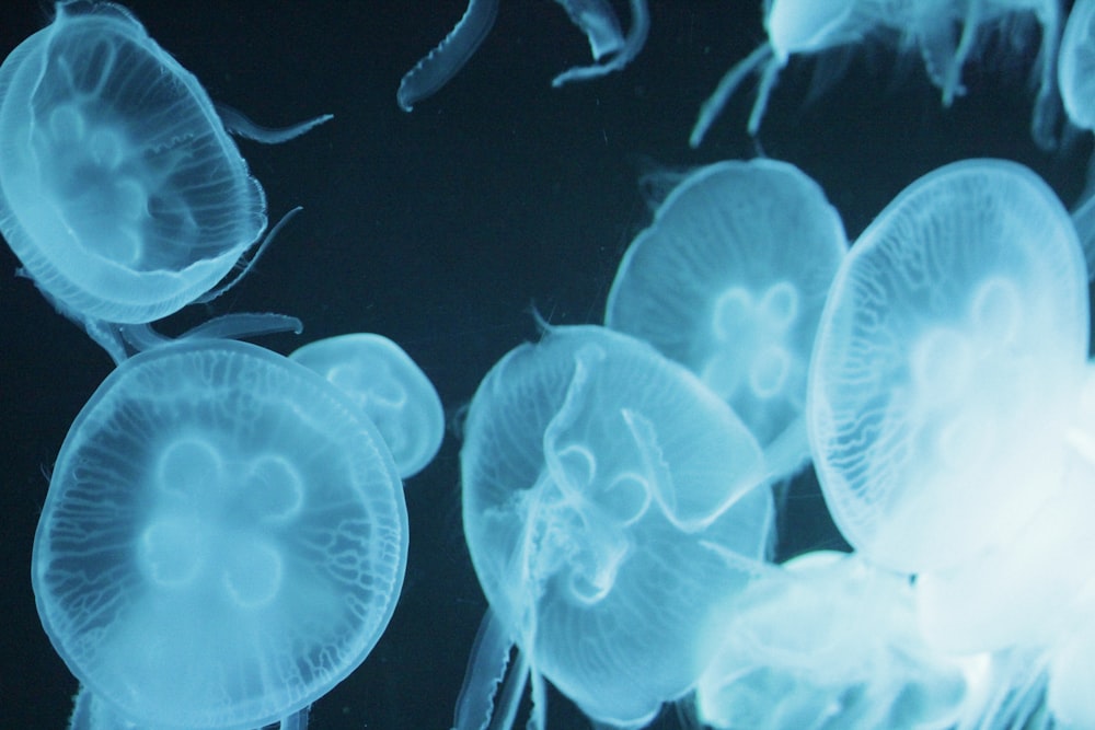 a group of jellyfish swimming in a tank