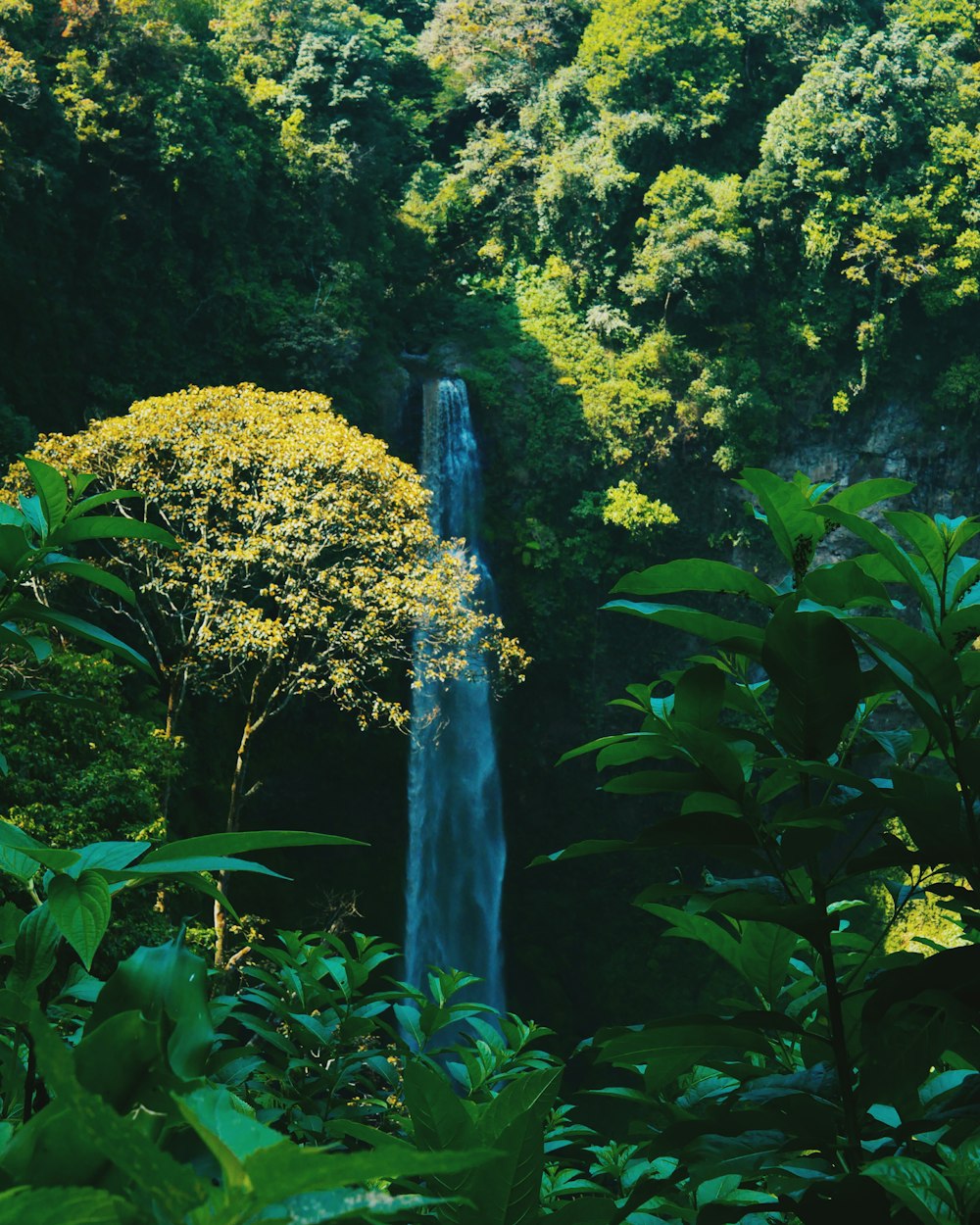 waterfalls near trees