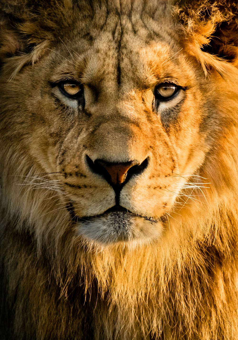 brown lion