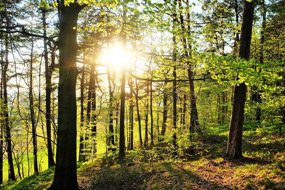 forest trees photogrpah