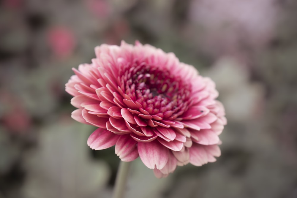 pink multi-petaled flower