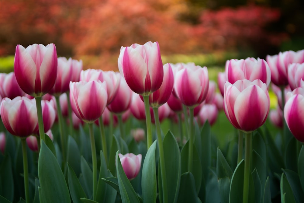 pink-and-red-petaled flowers