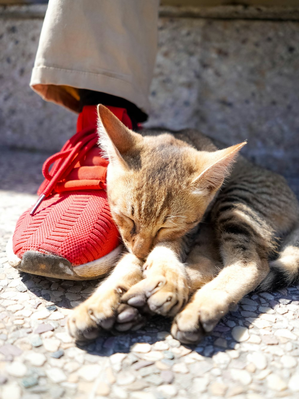 brown tabby cat