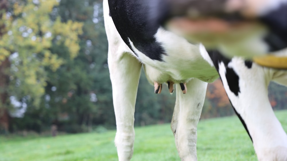 white and black cattle