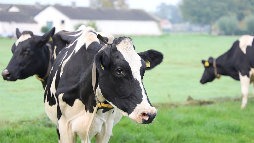 gado branco e preto na fotografia de campo