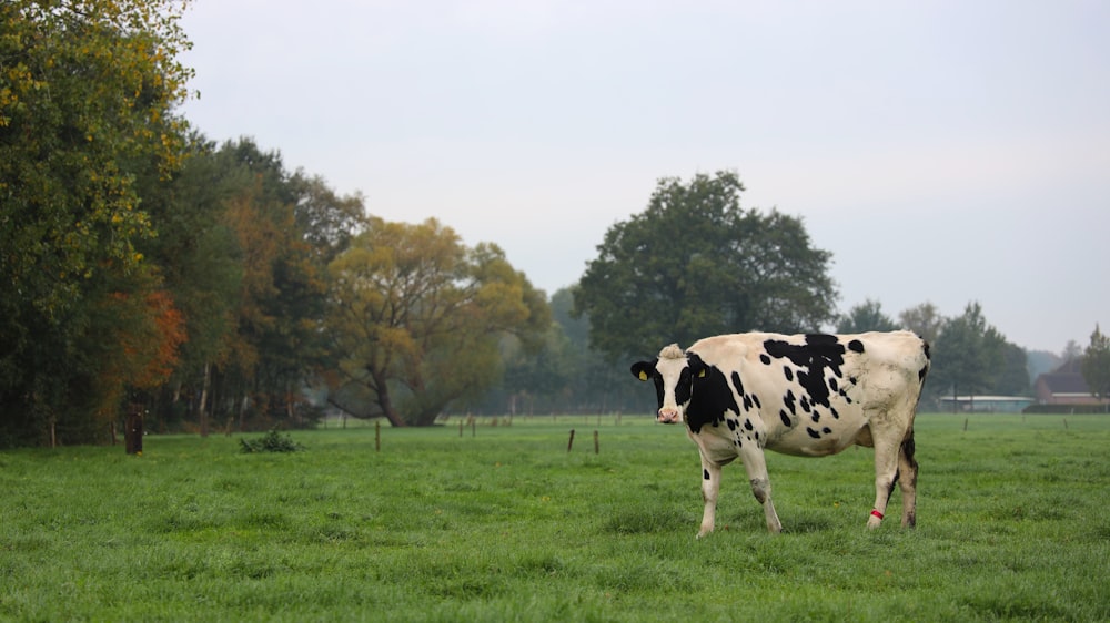 vaca na fazenda
