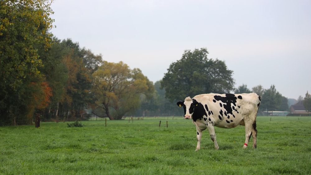 Vaca en la granja