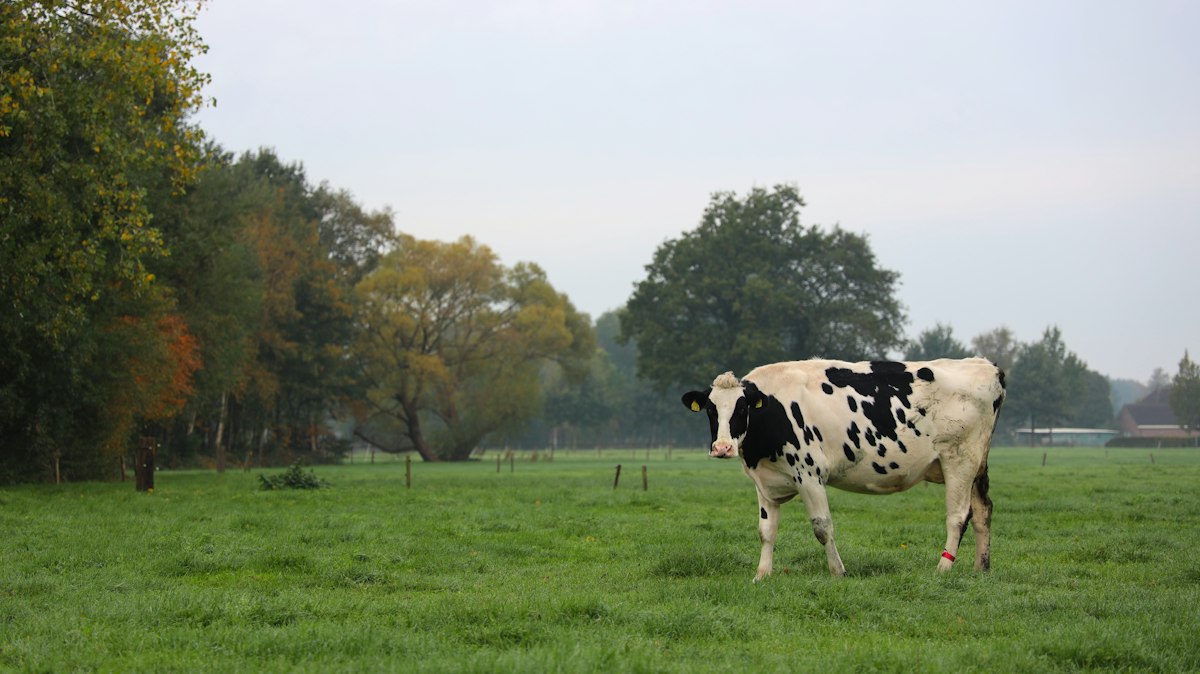 Milk Chiller 500 Litre: Complete Guide for Small Dairy Farms and Cooperatives