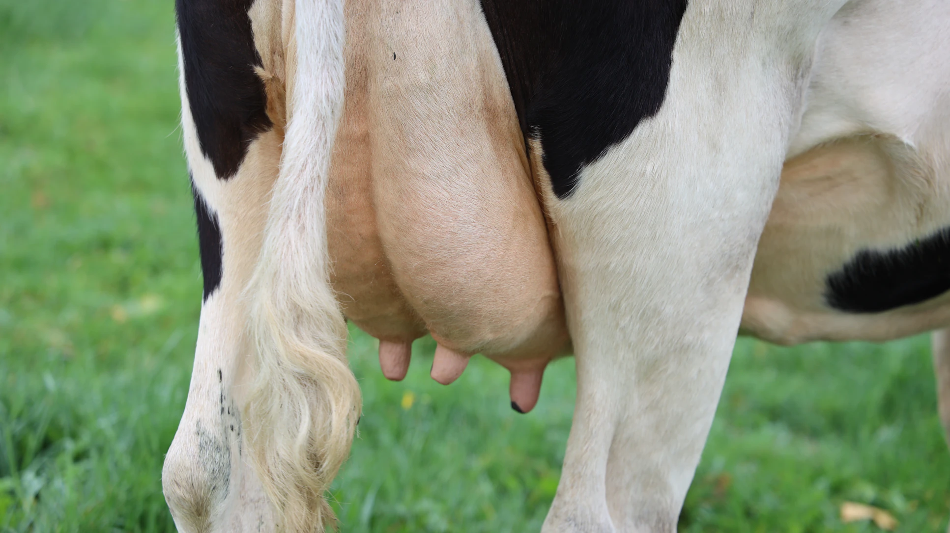 Healthy dairy cow close-up