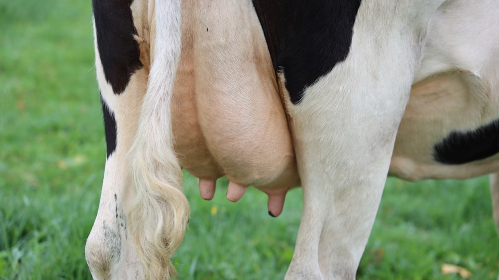 black and white cow