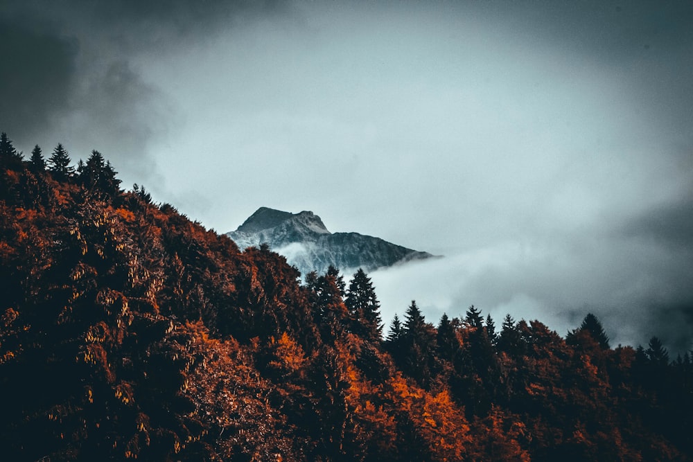 green trees on mountains under white cloudy sky