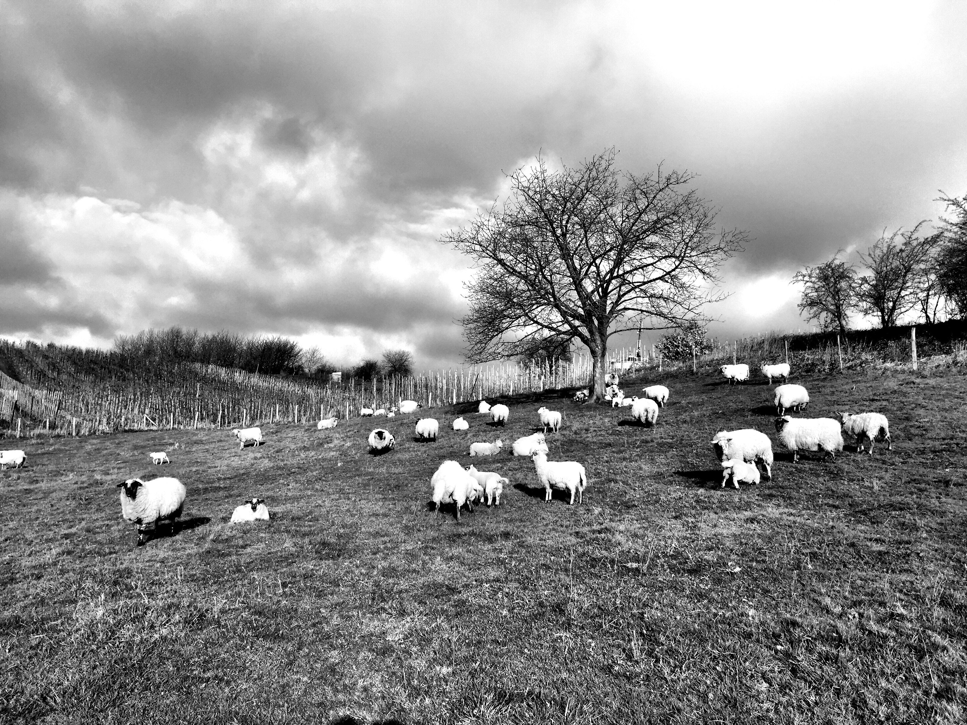 Photo by nielsfabry