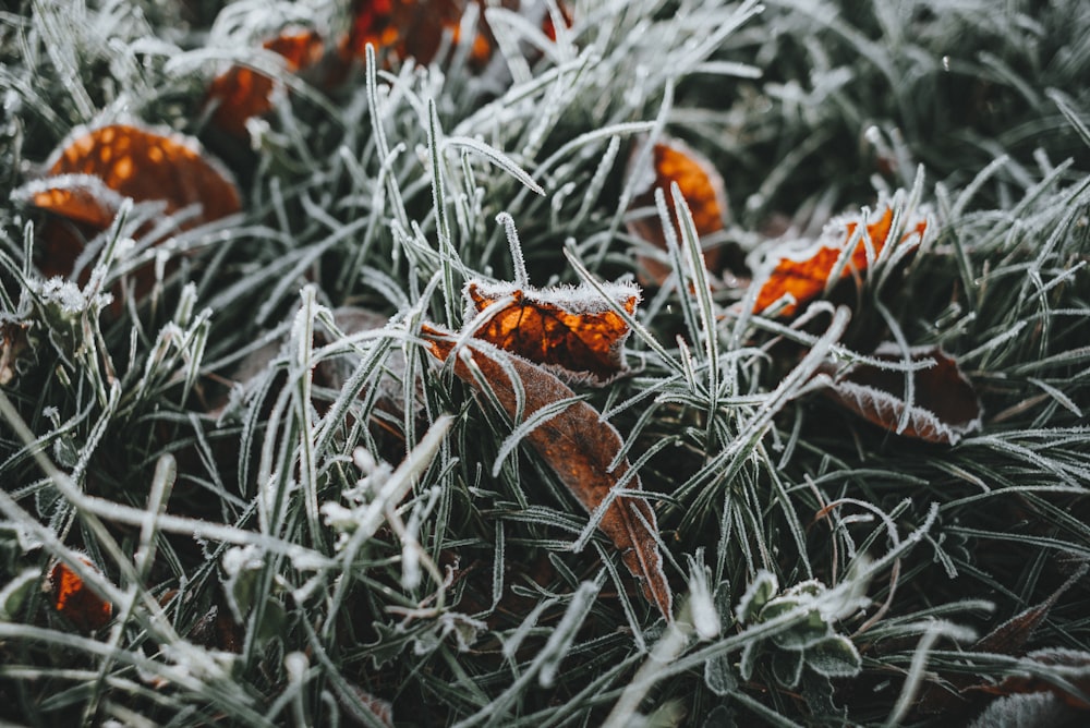 frost covered grass with orange flowers in the background