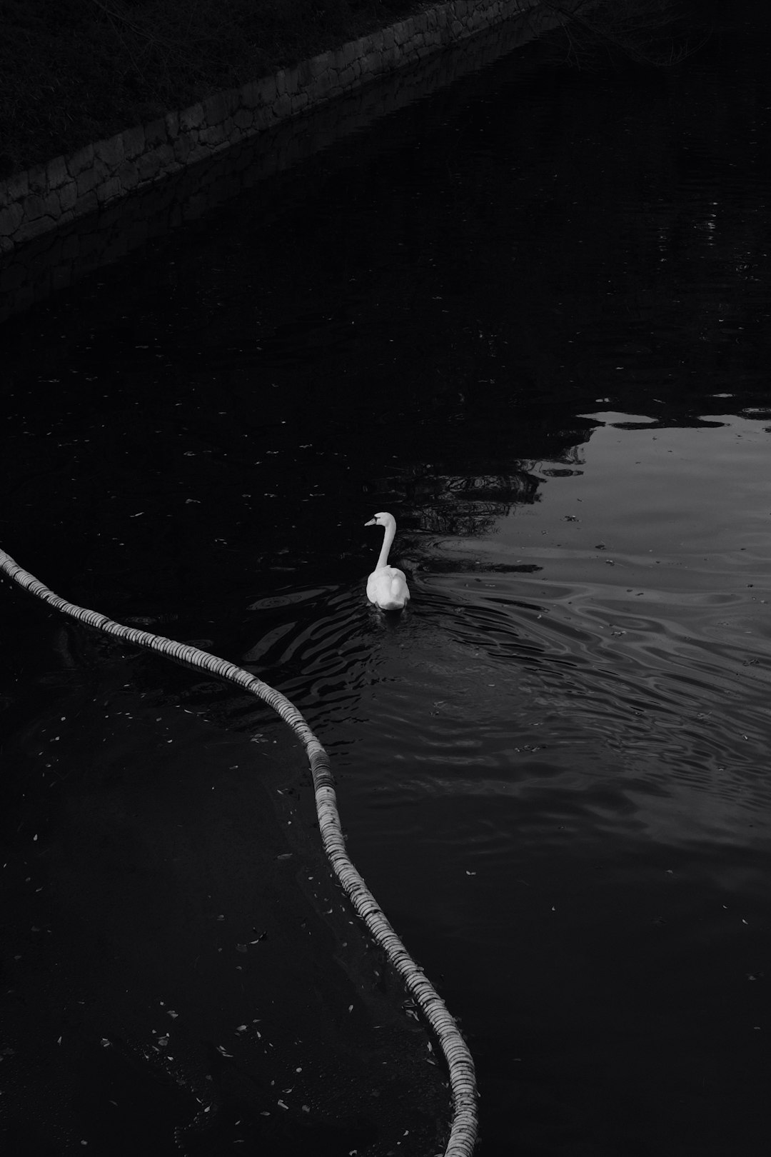 white bird standing on water