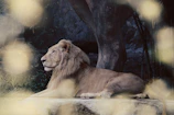 A close-up of a majestic lion resting under the shade of a baobab tree.
