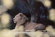 A majestic lion rests on a stone platform under a large tree. The surroundings are dimly lit, creating a serene and natural environment. Light falls gently around, hinting at foliage or possibly reflections.