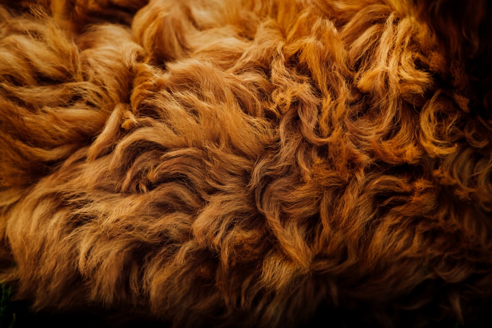 White Fur Stock Photo - Download Image Now - Wool, Animal, Animal Hair -  iStock