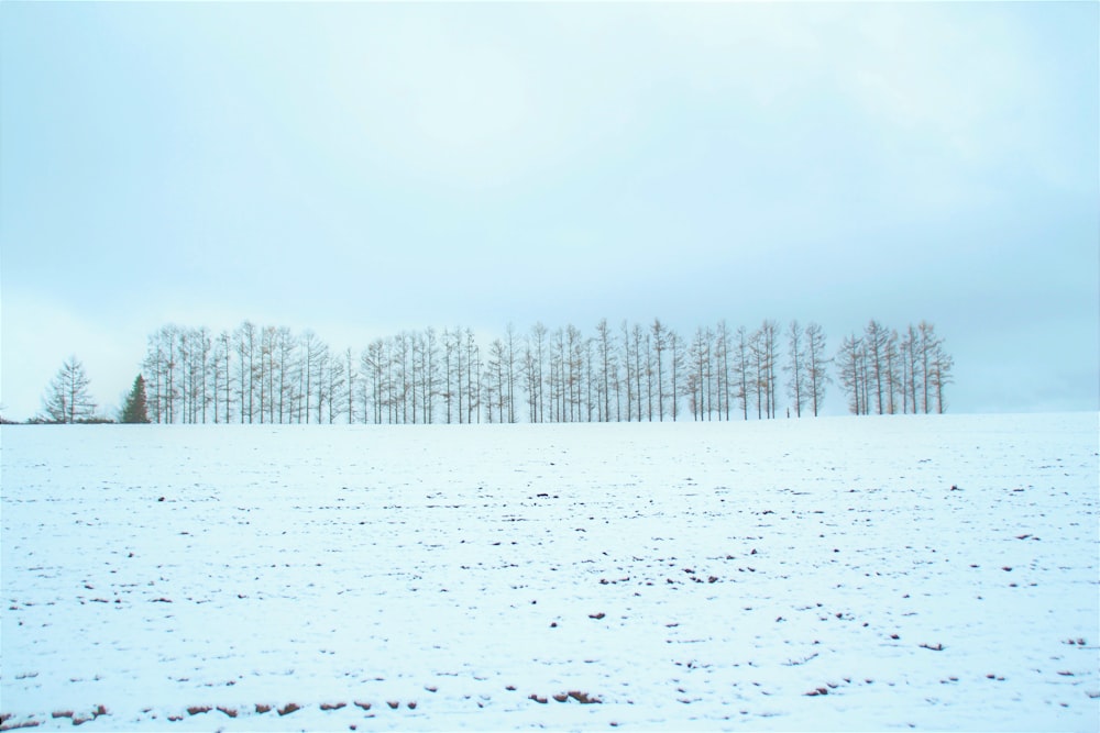 trees in snow field