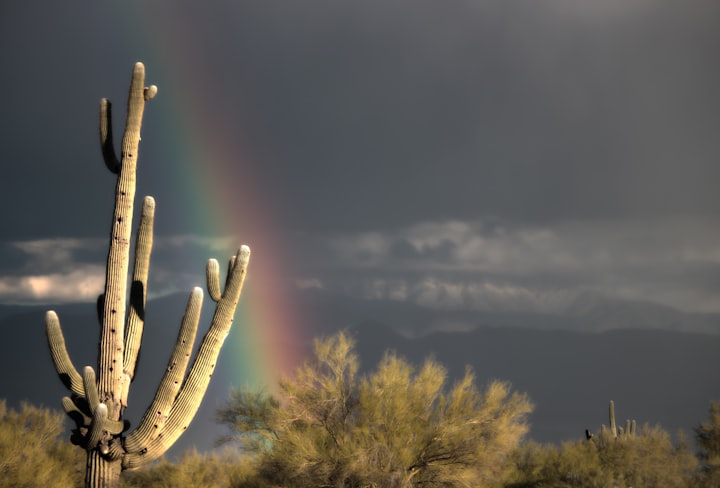 Cactus Thieves Plague Arizona’s Deserts