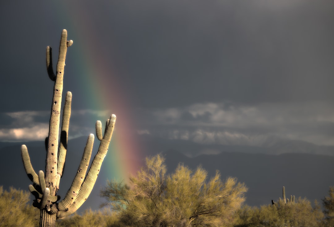 closeup photo of cactus, Saguaro cactus against a rainbow