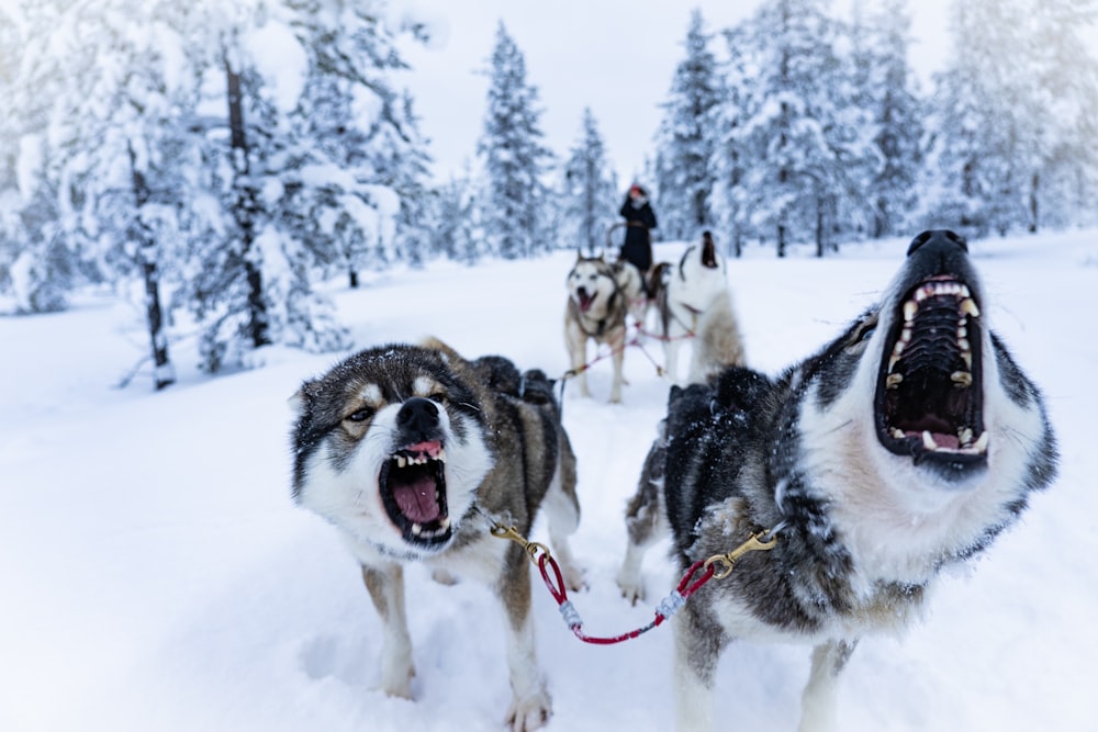 weißes und schwarzes Wolfsfoto