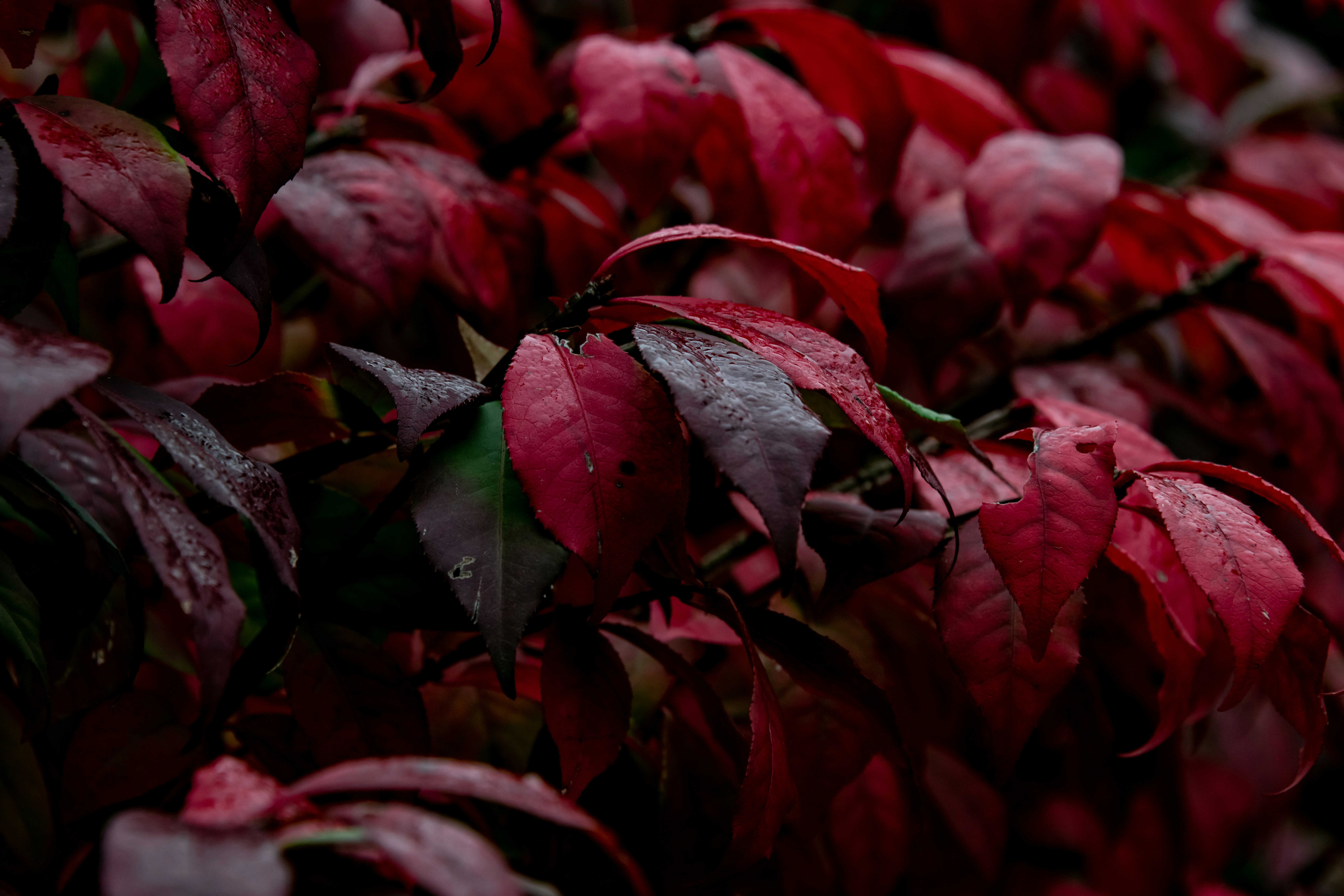 赤い葉の植物のクローズアップ写真
