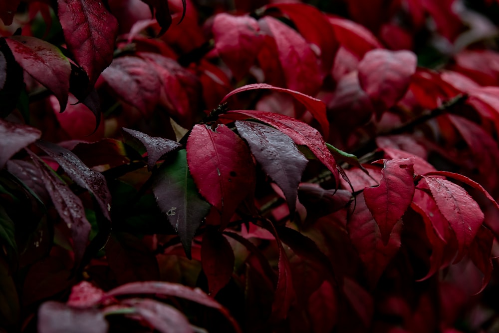 closeup photo of red leafed plants