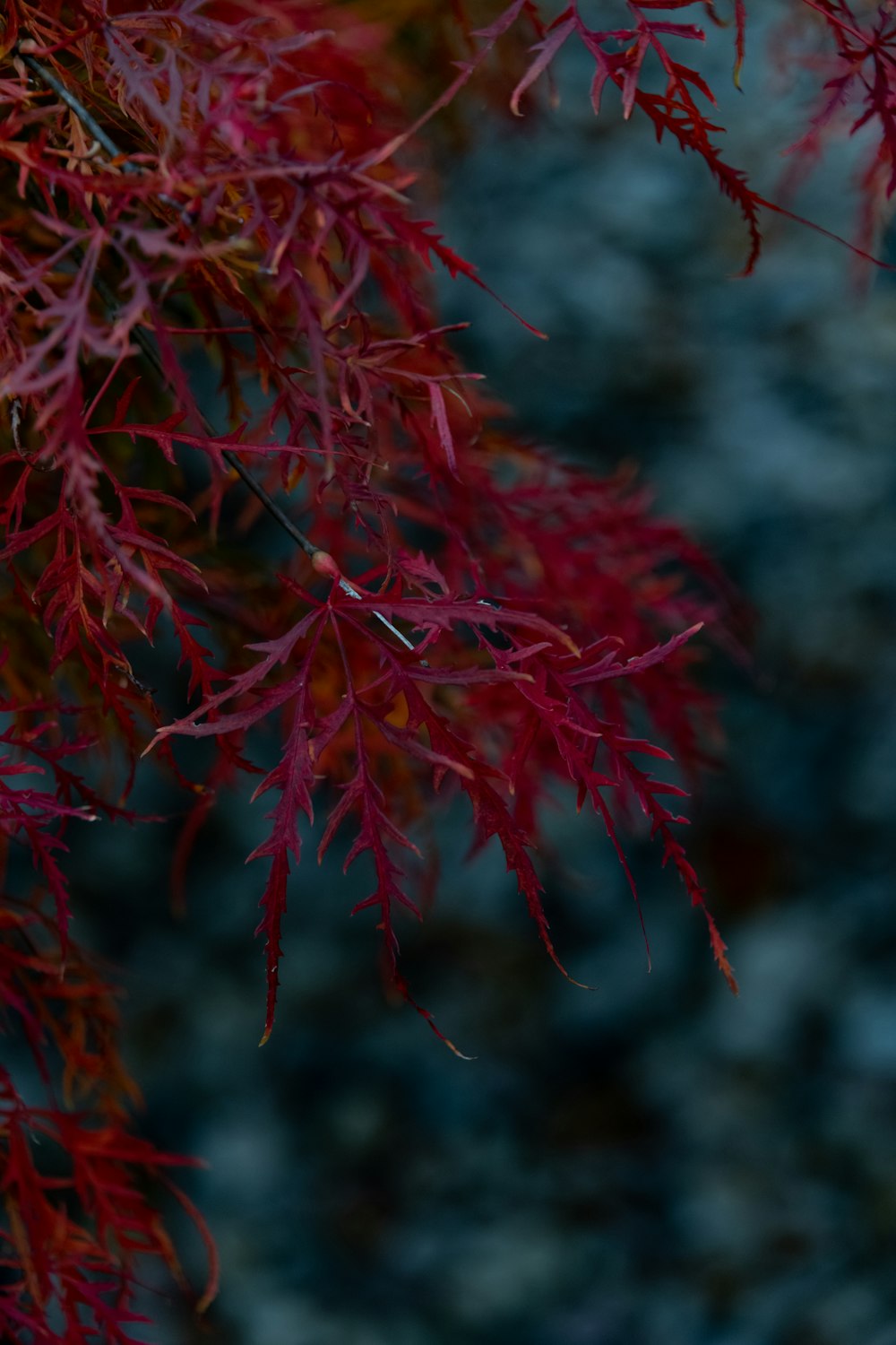 a close up of a tree with red leaves