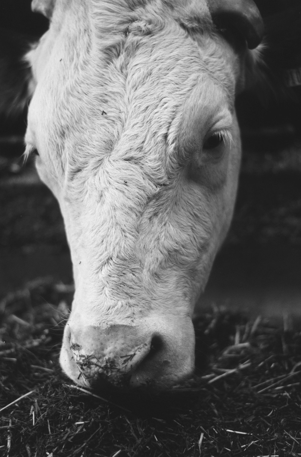 grayscale photo of cow