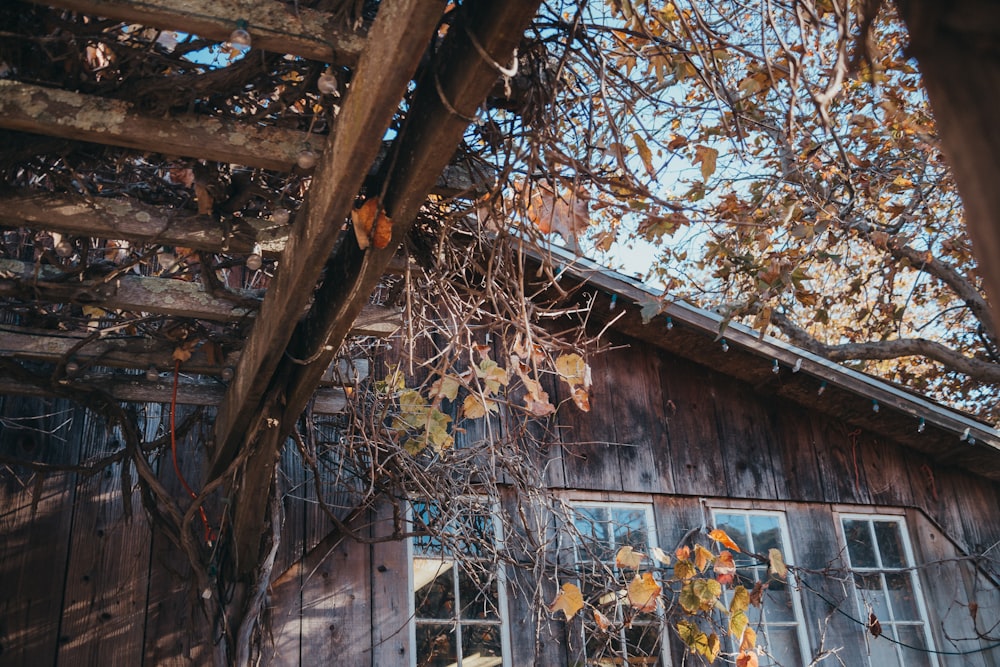 Maison en bois marron entourée d’arbres jaunes