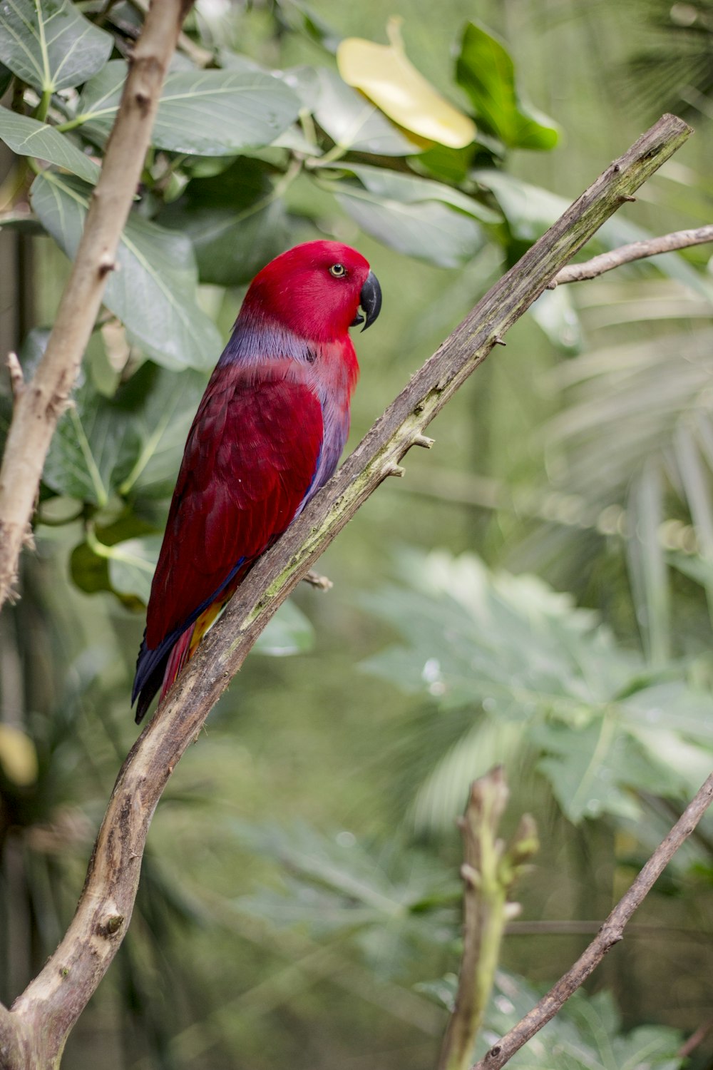 loro rojo posado en la rama de un árbol