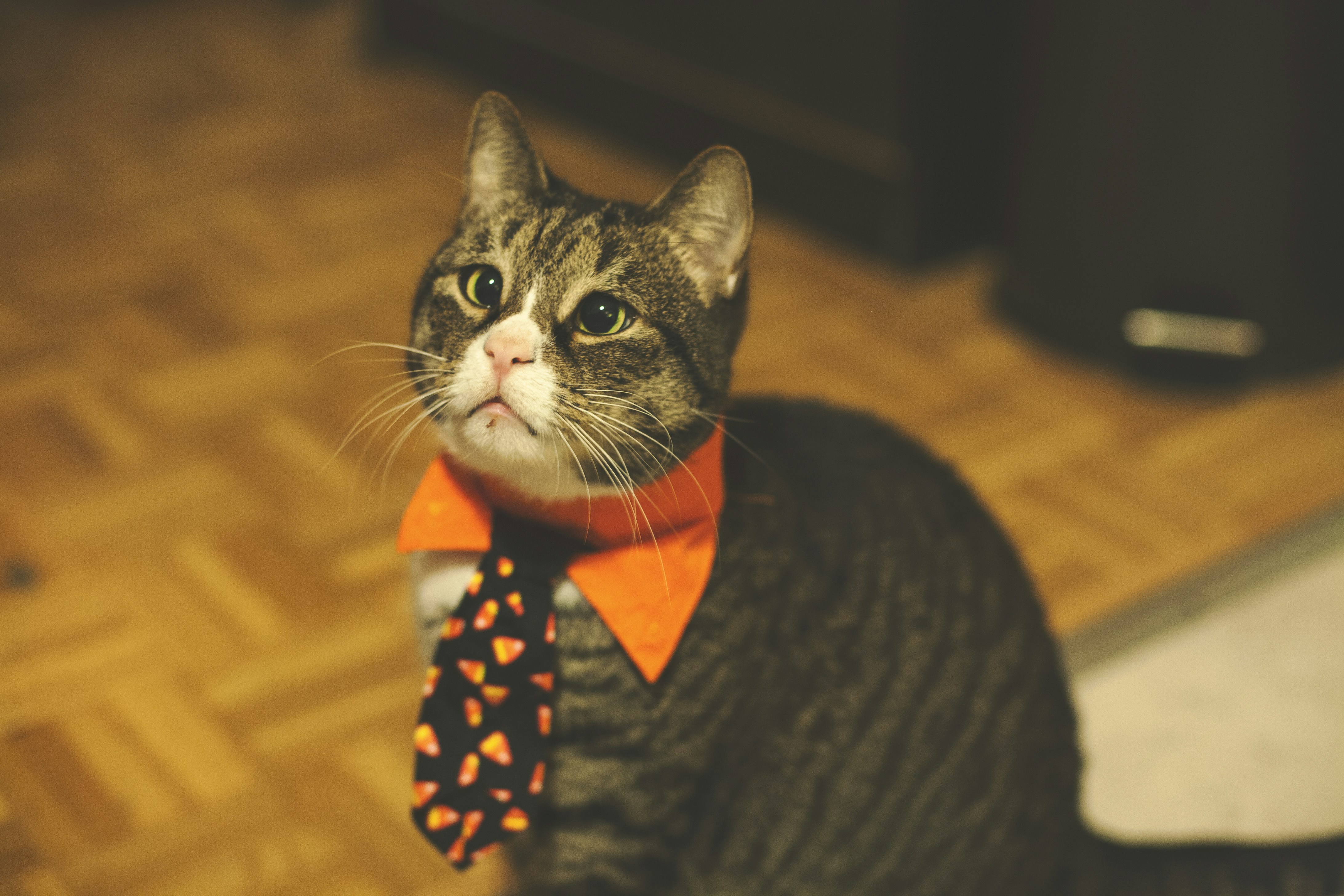 Celebrations and Milestones: Cat-First Festivities (image credits: unsplash)