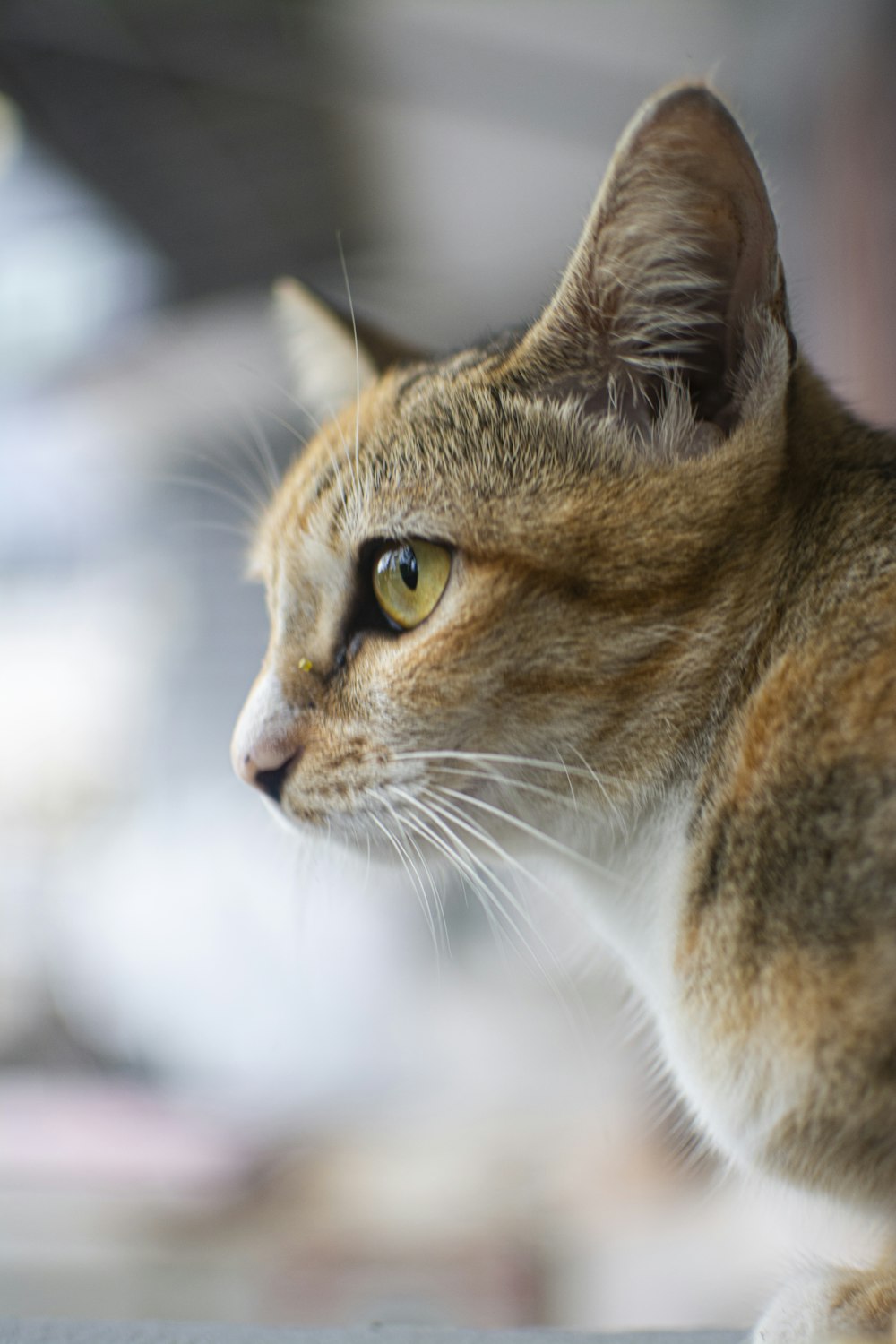 주황색 줄무늬 고양이의 클로즈업 사진