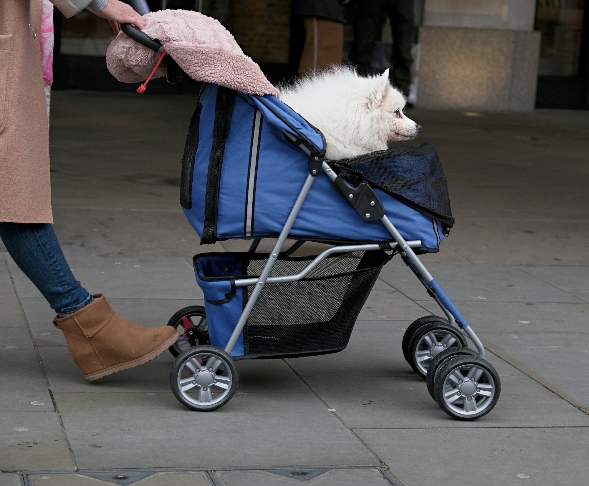 Dog Stroller: The Perfect Solution for Your Beloved Pet